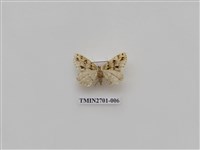 藏品(尺蛾246)的圖片